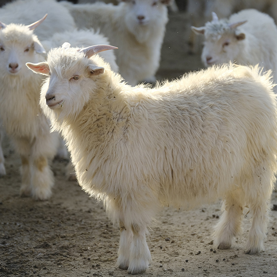 FTC Cashmere Stylebook