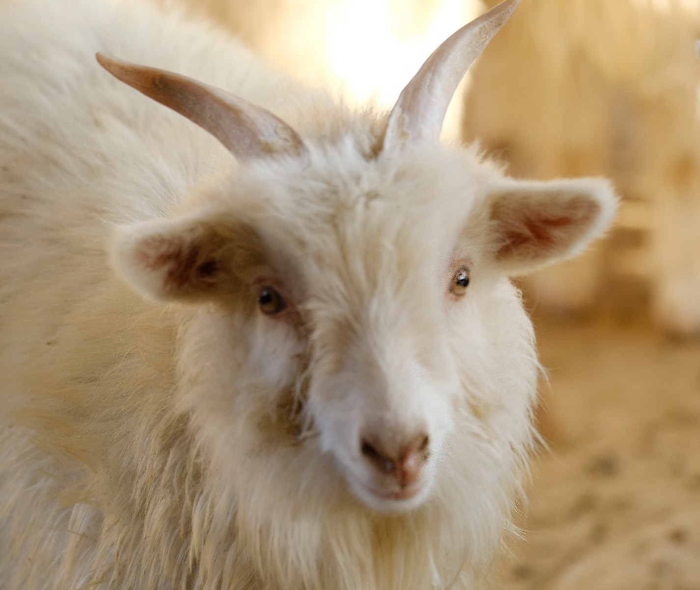 FTC Cashmere cashmere